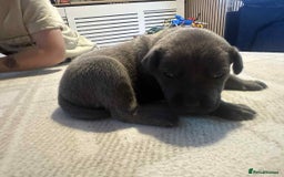 Mixed Breed dogs for sale: Blue staffy x classic bully Puppies 🐶 💙  - Image 9