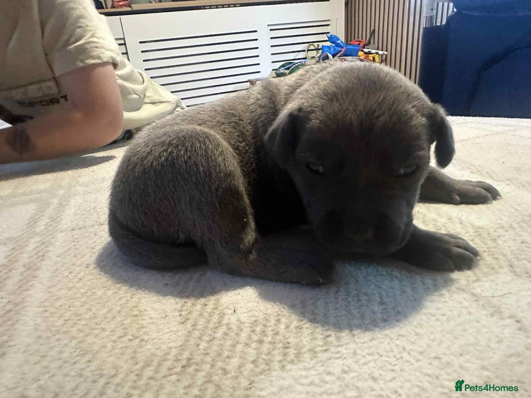Mixed Breed dogs for sale: Blue staffy x classic bully Puppies 🐶 💙  - Image 9