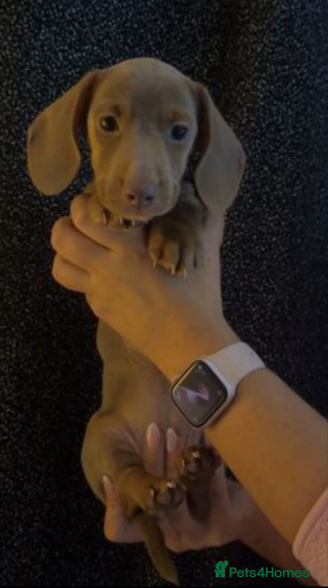 Miniature Dachshund dogs for sale: STUNNING MINIATURE DACHSHUND PUPPIES in Airdrie - Advert 5