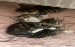 Mixed Breed cats for sale: Mixed breed kittens for adoption  in Dagenham - Image 2