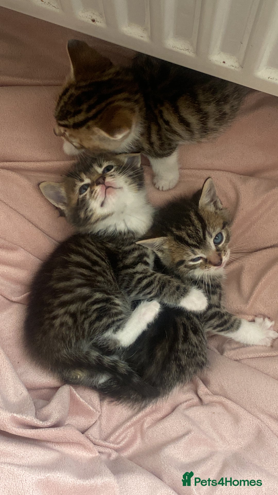 Mixed Breed cats for sale: Mixed breed kittens for adoption  in Dagenham - Image 2