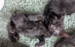 Mixed Breed cats for sale: Mixed coloured beautiful kittens 3 girls 3 boys  - Image 18