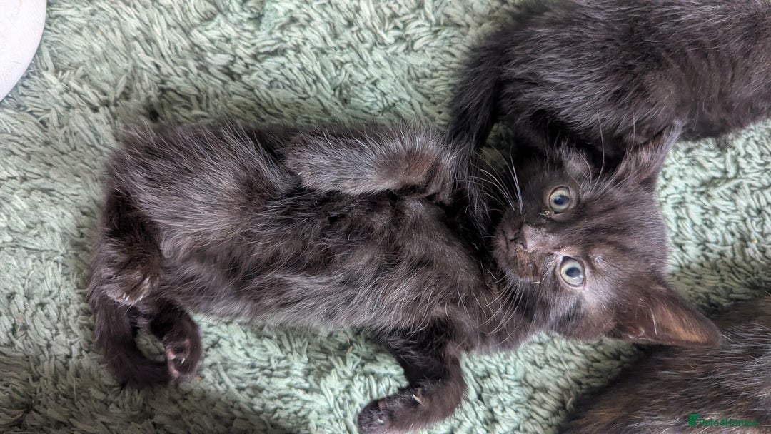 Mixed Breed cats for sale: Mixed coloured beautiful kittens 3 girls 3 boys  - Image 18