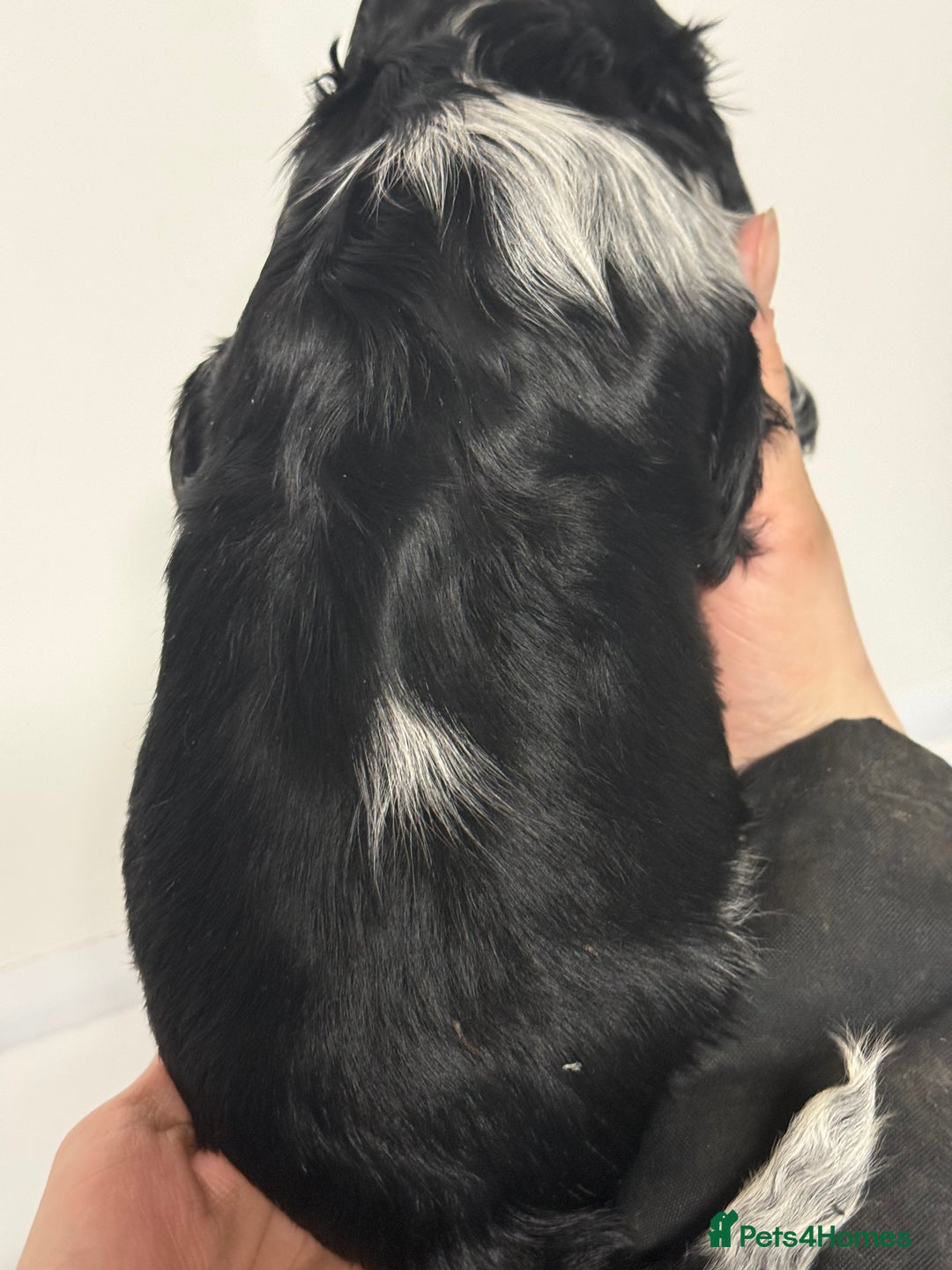 Cocker Spaniel dogs for sale: KC Show Cocker Spaniel Blue Roan Boy ready now   - Advert 3