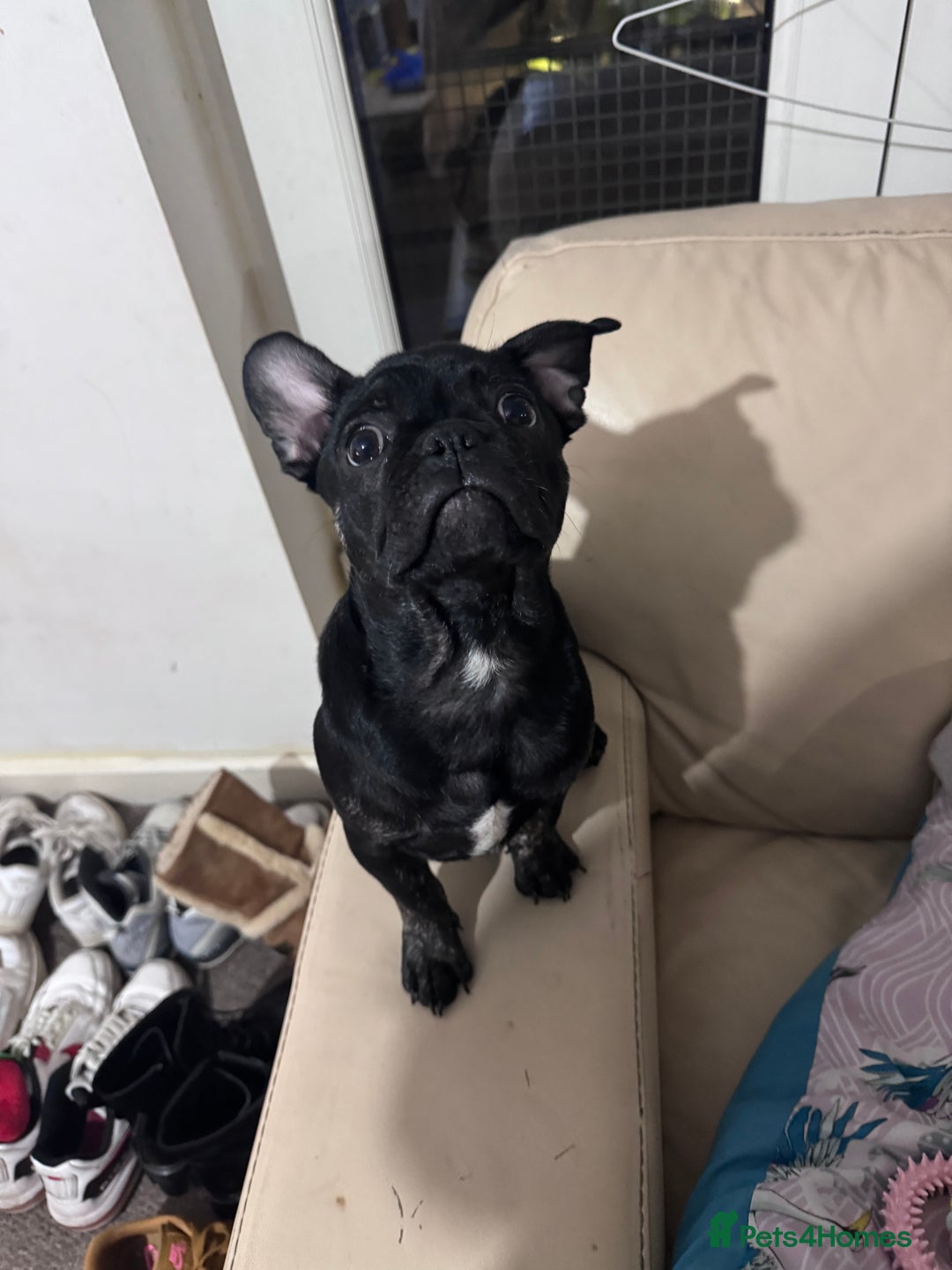 Frug dogs for stud: French Bulldog. Frug. STUD ONLY - Advert 2