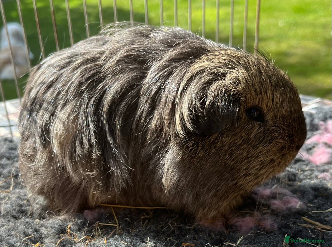 Guinea Pig rodents for sale: Texel, Sheltie, Merino, Coronet guinea pigs.  - Image 4