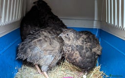 Quail poultry for sale: Japanese coturnix quail looking for a home  - Image 5