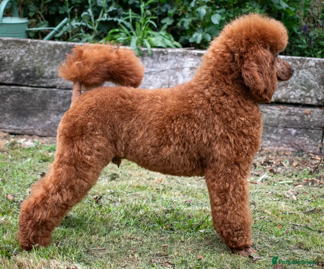 Miniature Poodle dogs for stud: KC Red Miniature Poodle For Stud  - Advert 6