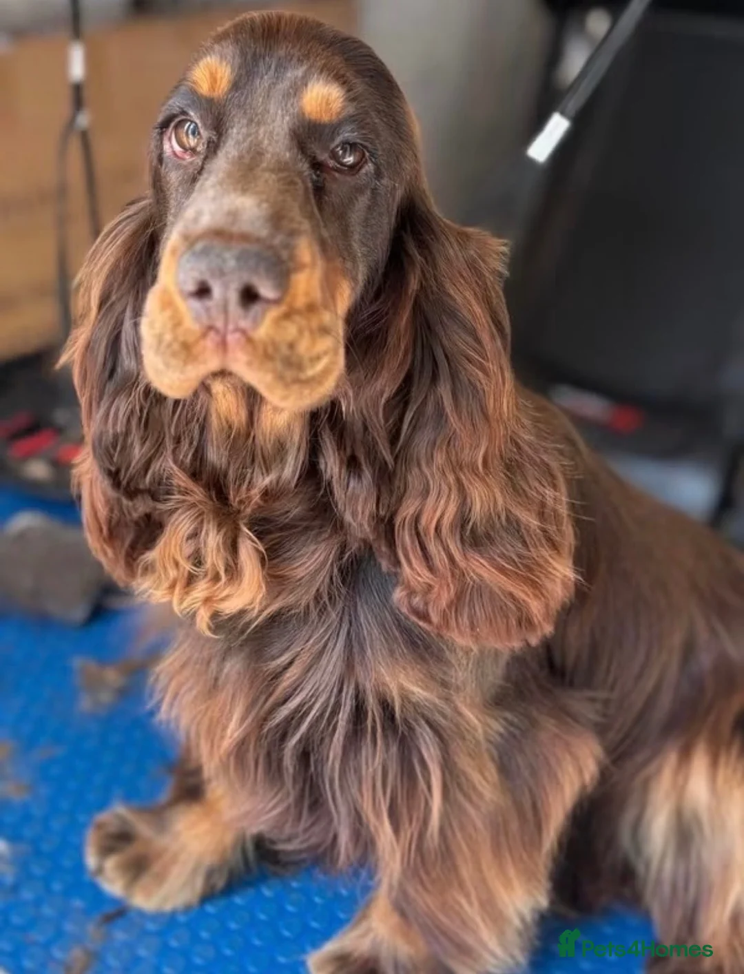 Cocker Spaniel dogs for sale: Cocker spaniel puppies in Dronfield - Advert 2