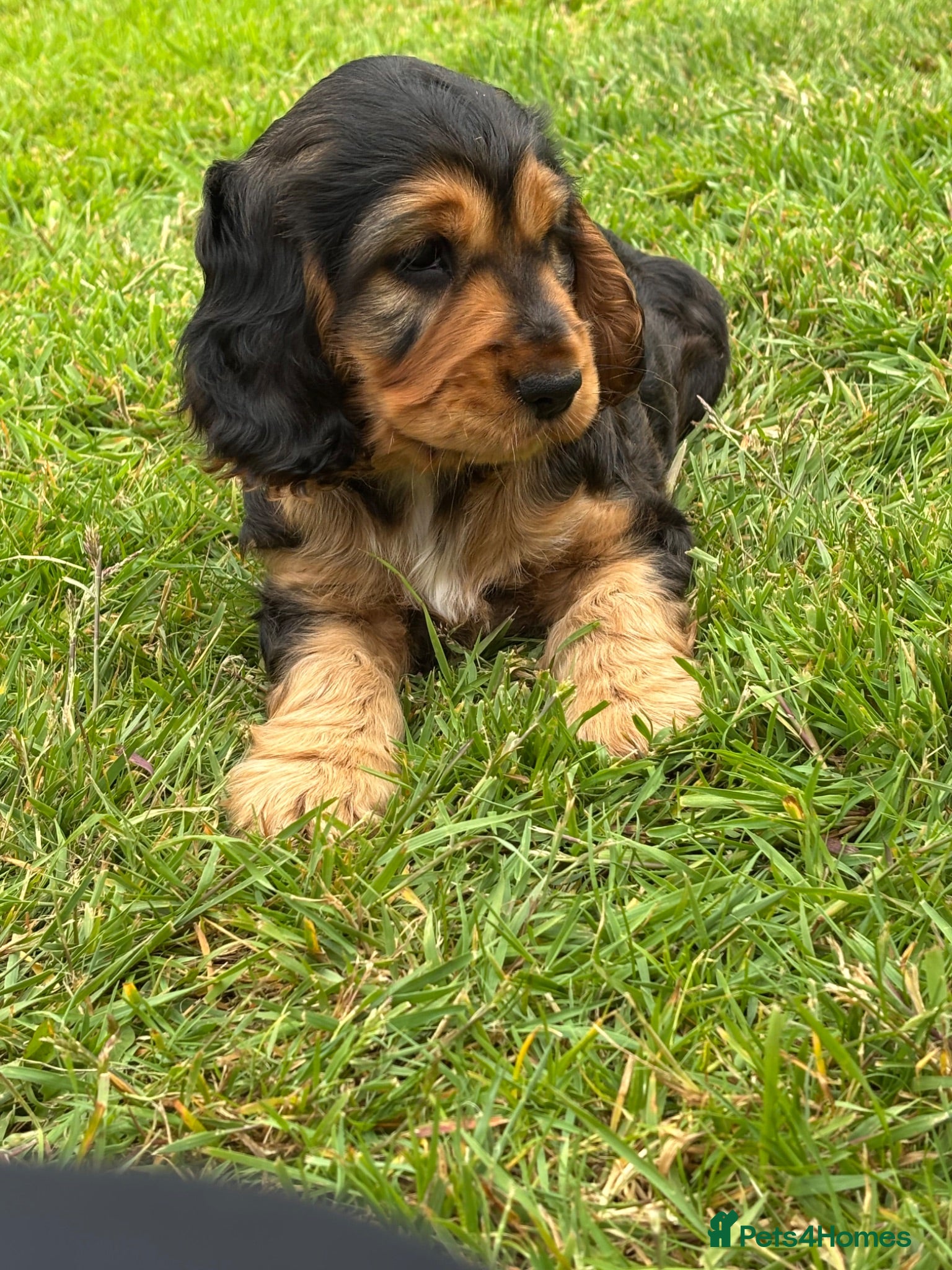 Cocker Spaniel dogs Two Perfectly Stunning Sable Show Cocker Girls - Advert 4