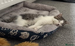 Mixed Breed cats for sale: Mixed Kittens - Image 9