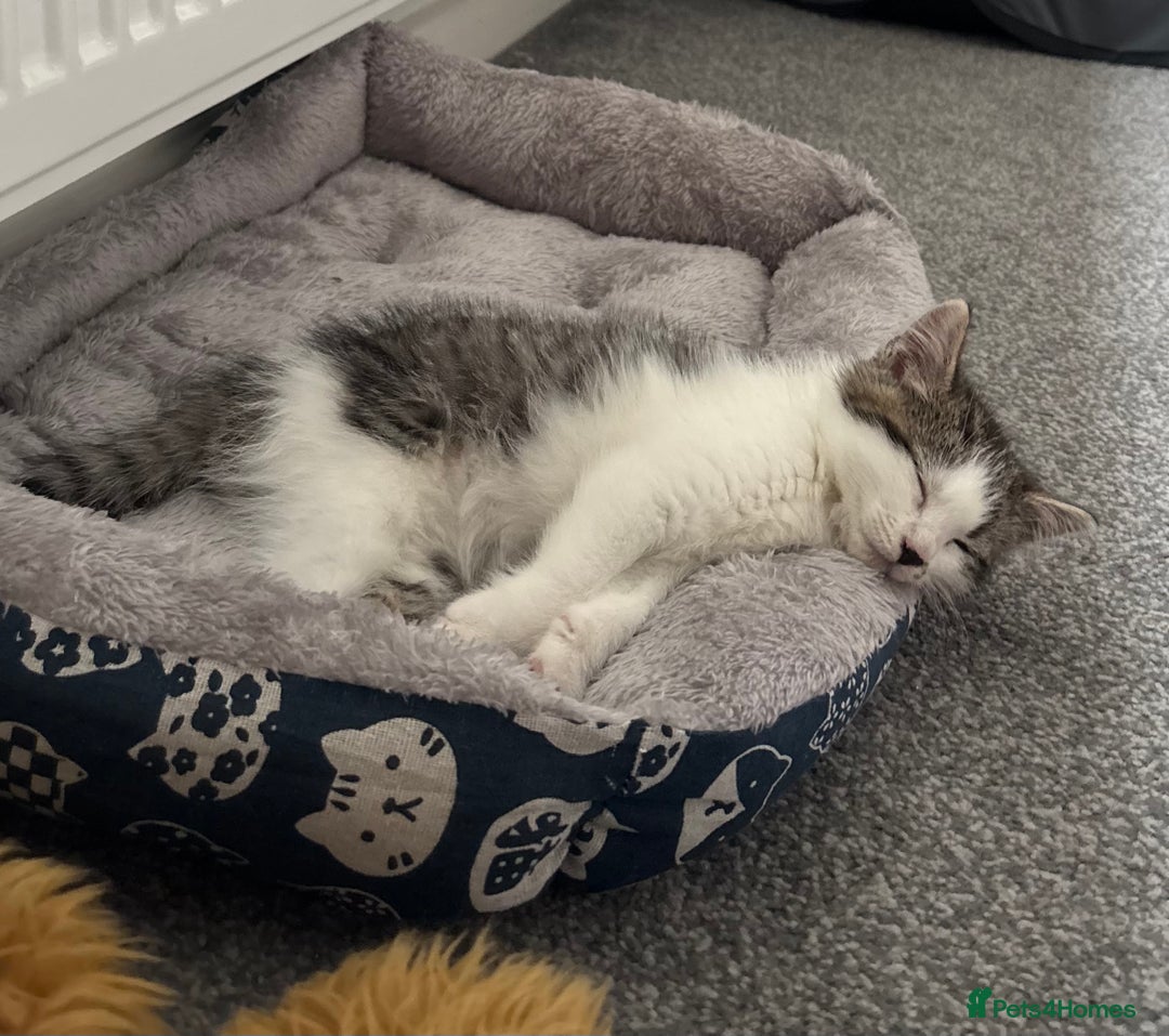 Mixed Breed cats for sale: Mixed Kittens - Image 9