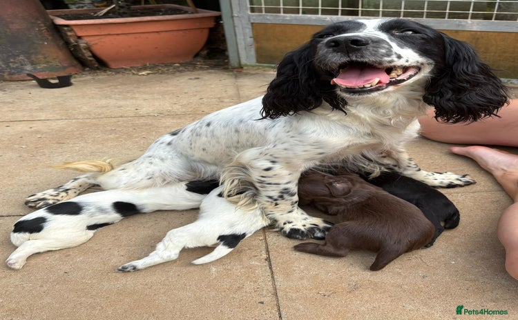 Sprocker dogs - Advert 3