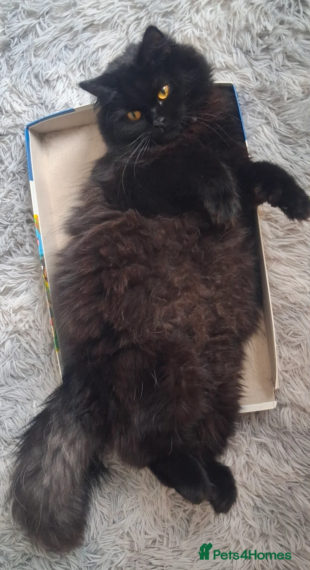 Mixed Breed cats for sale: Turkish Angola mix breed in Birmingham - Advert 2