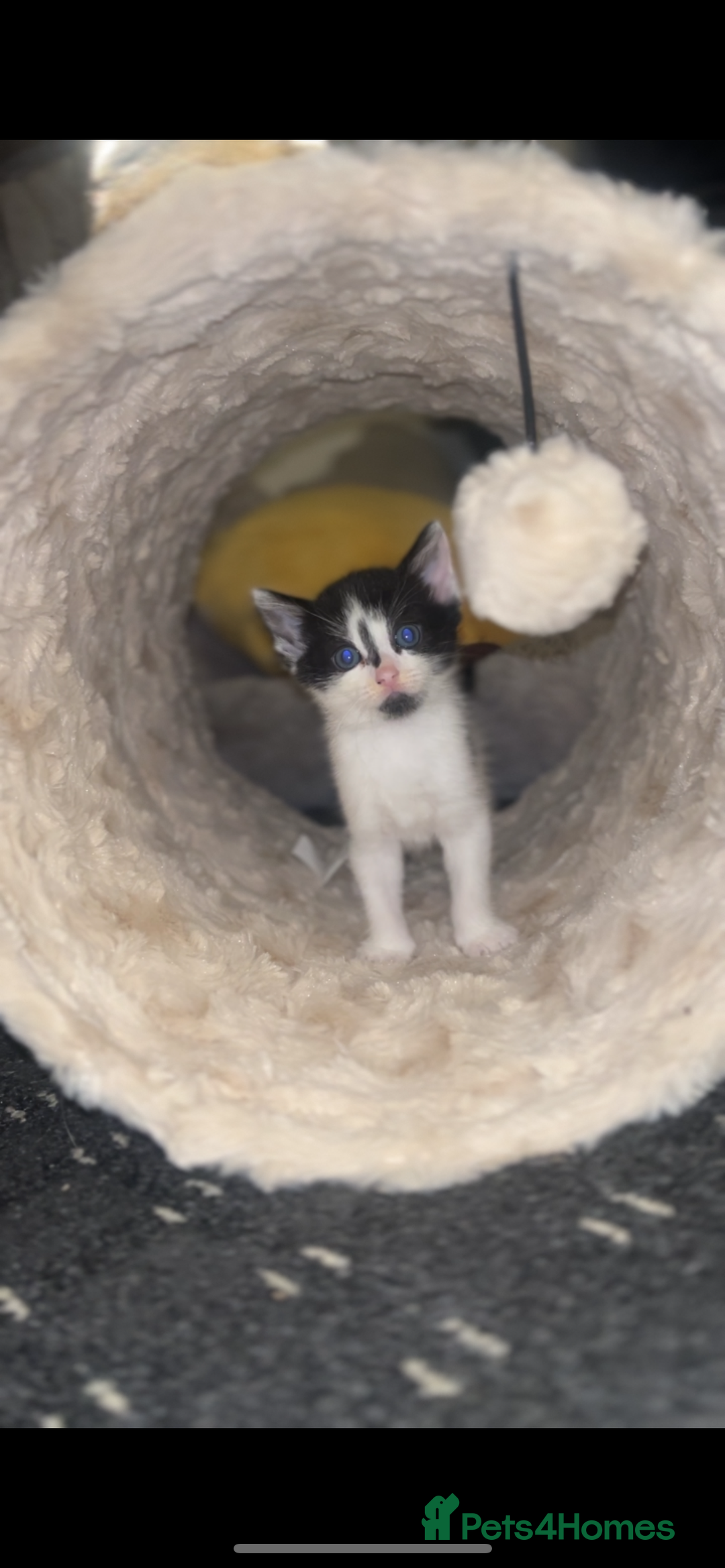 Mixed Breed cats for sale: 4 kittens  - Advert 4