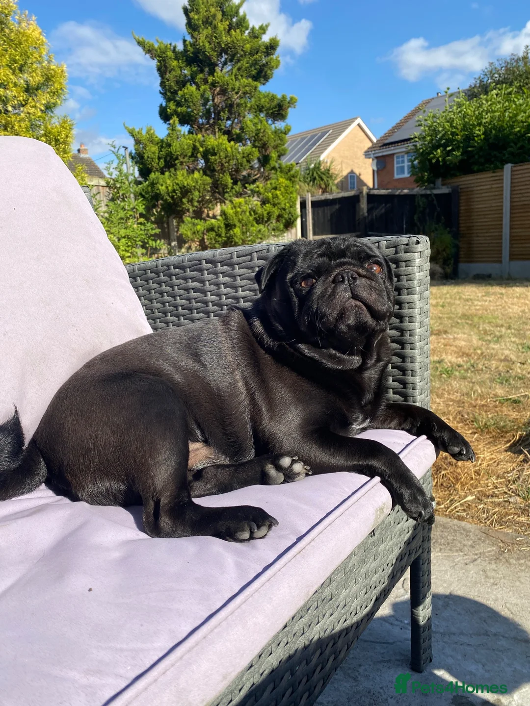 Pug dogs for stud: Otis for stud  - Advert 2