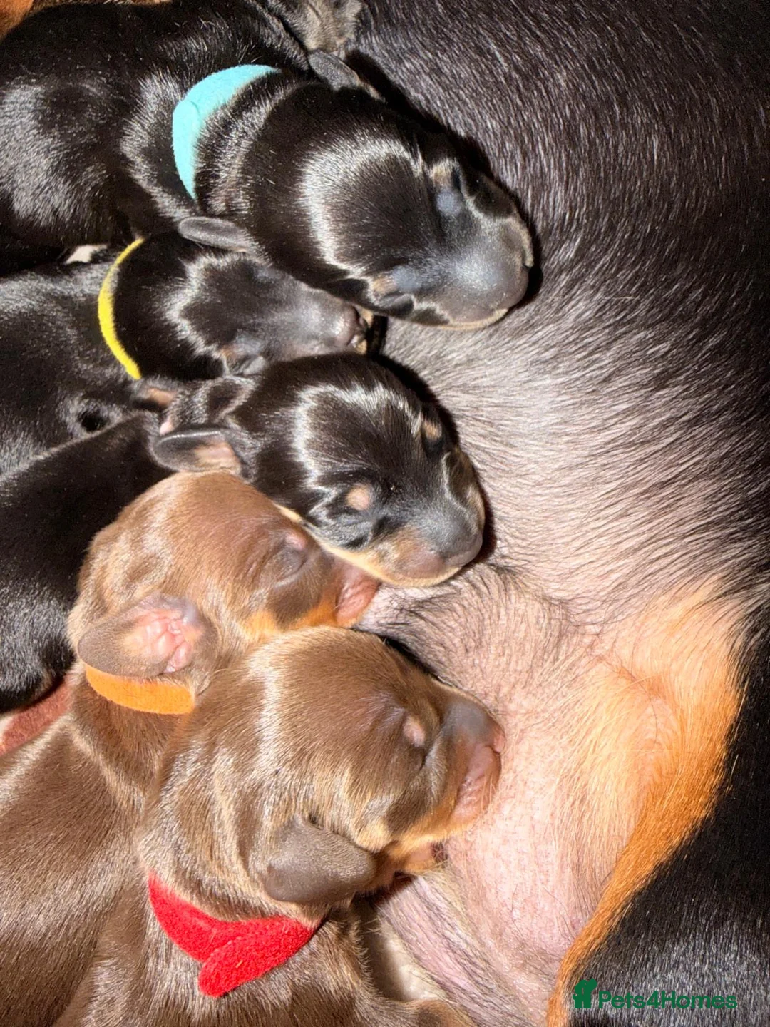 Miniature Dachshund dogs for sale: Miniature Dachshund Puppies-Ready to reserve - Advert 8