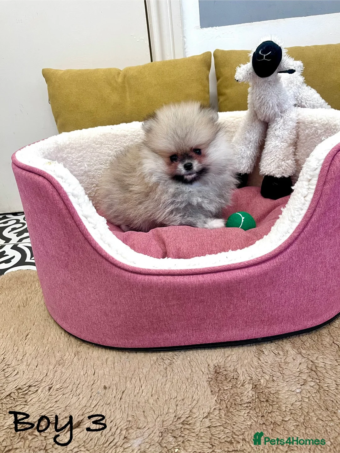 Pomeranian dogs for sale: Top Quality 🐻 Teddy Bears  - Advert 7