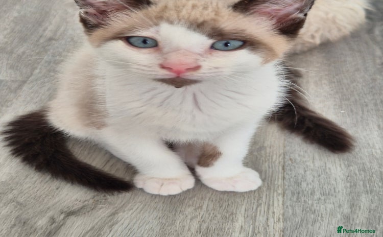 Snowshoe cats - Advert 2