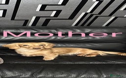 Dachshund dogs for sale: KC Reg Miniature English Cream Dachshund Puppies - Image 2