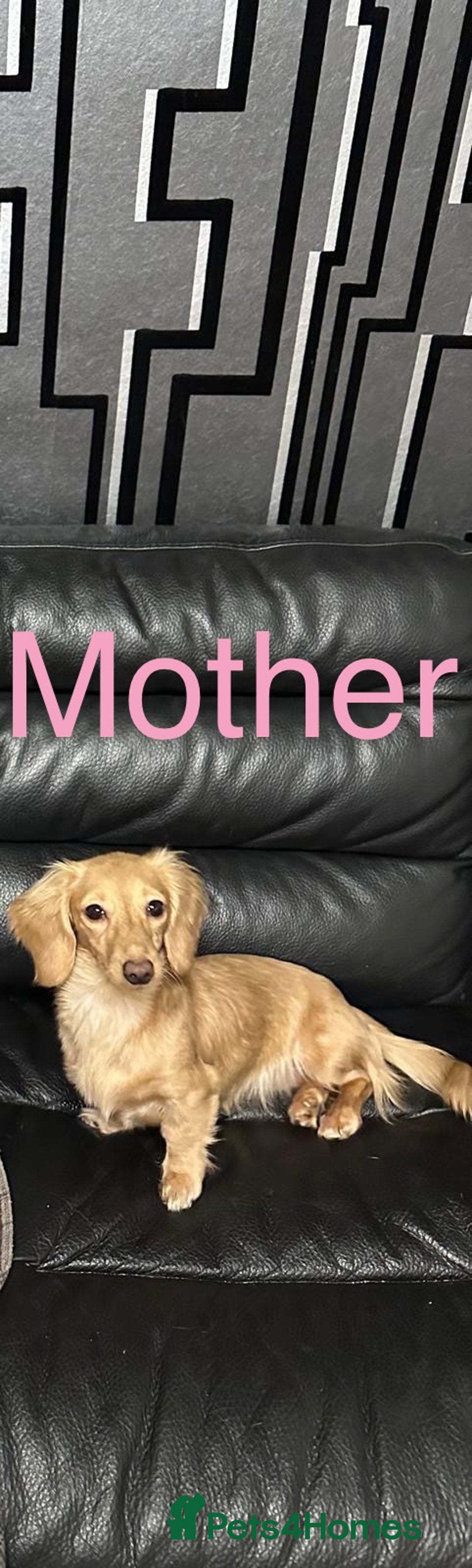 Dachshund dogs for sale: KC Reg Miniature English Cream Dachshund Puppies - Image 2
