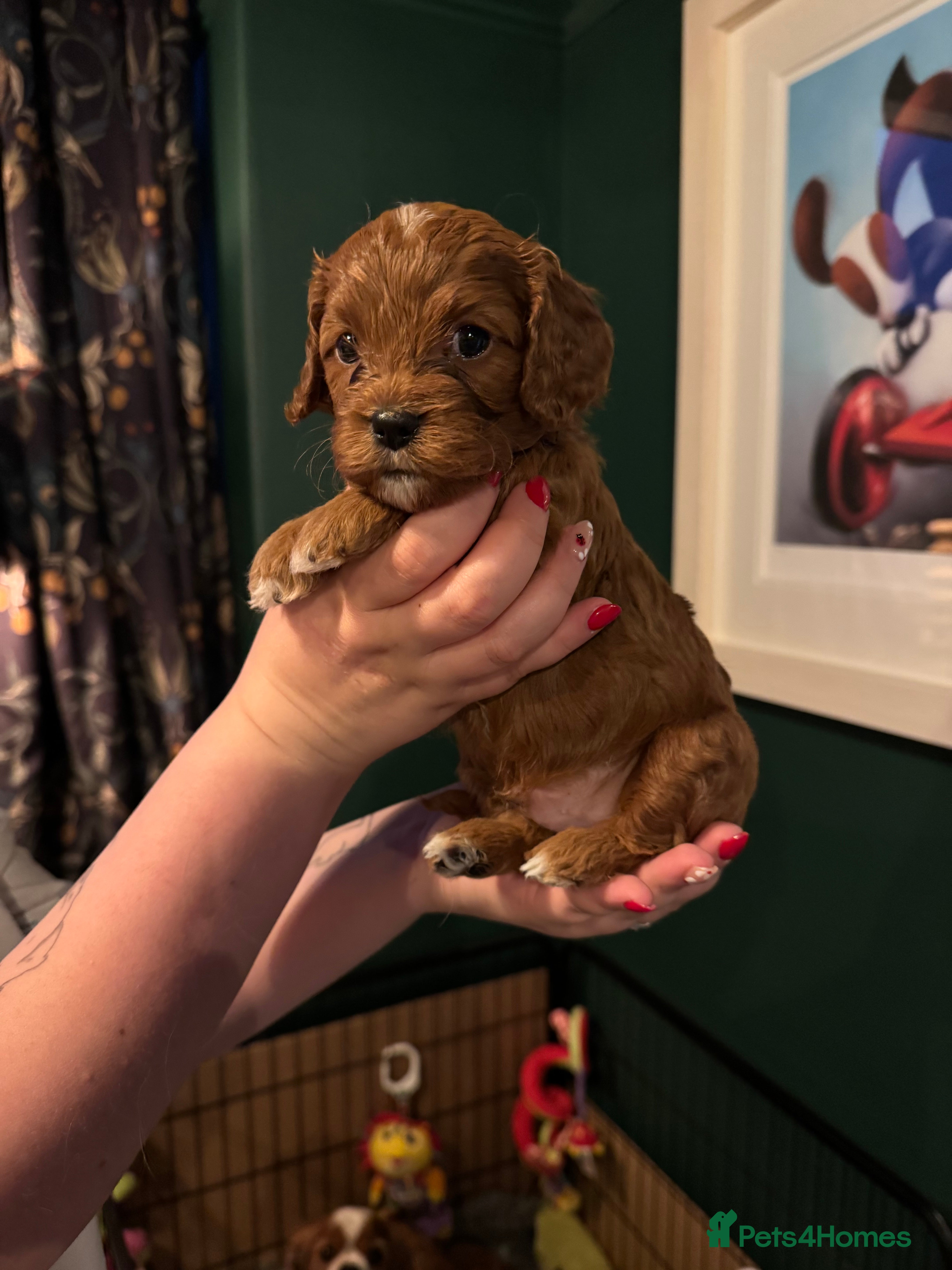 Cavapoo dogs F1 Red Toy Cavapoo Puppies 5* home bred DNA  - Advert 2