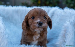 Cavapoo dogs for sale: Beautiful Cavapoo Puppies 1st Generation for sale - Image 3
