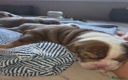 English Bulldog dogs for sale: Beautiful New english bulldogges  - Image 18