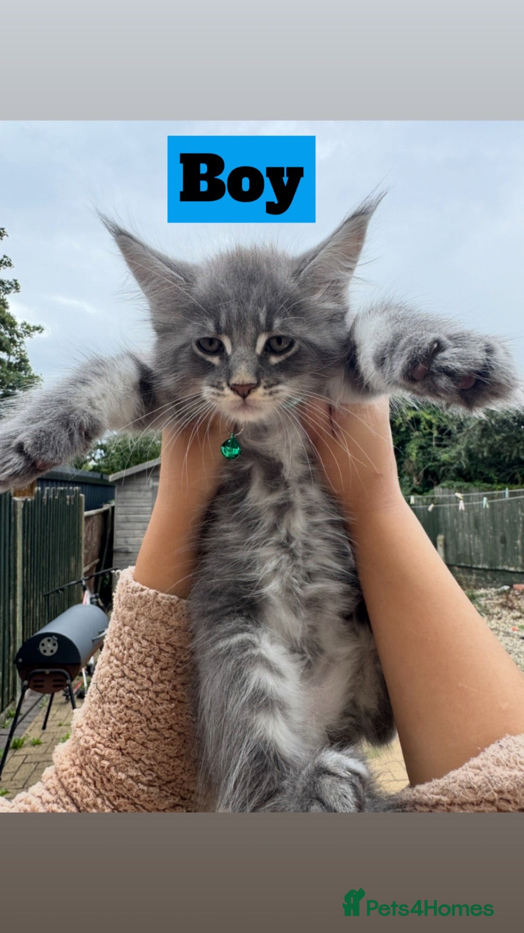 Maine Coon cats Pure Maincoon Kittens  - Advert 2