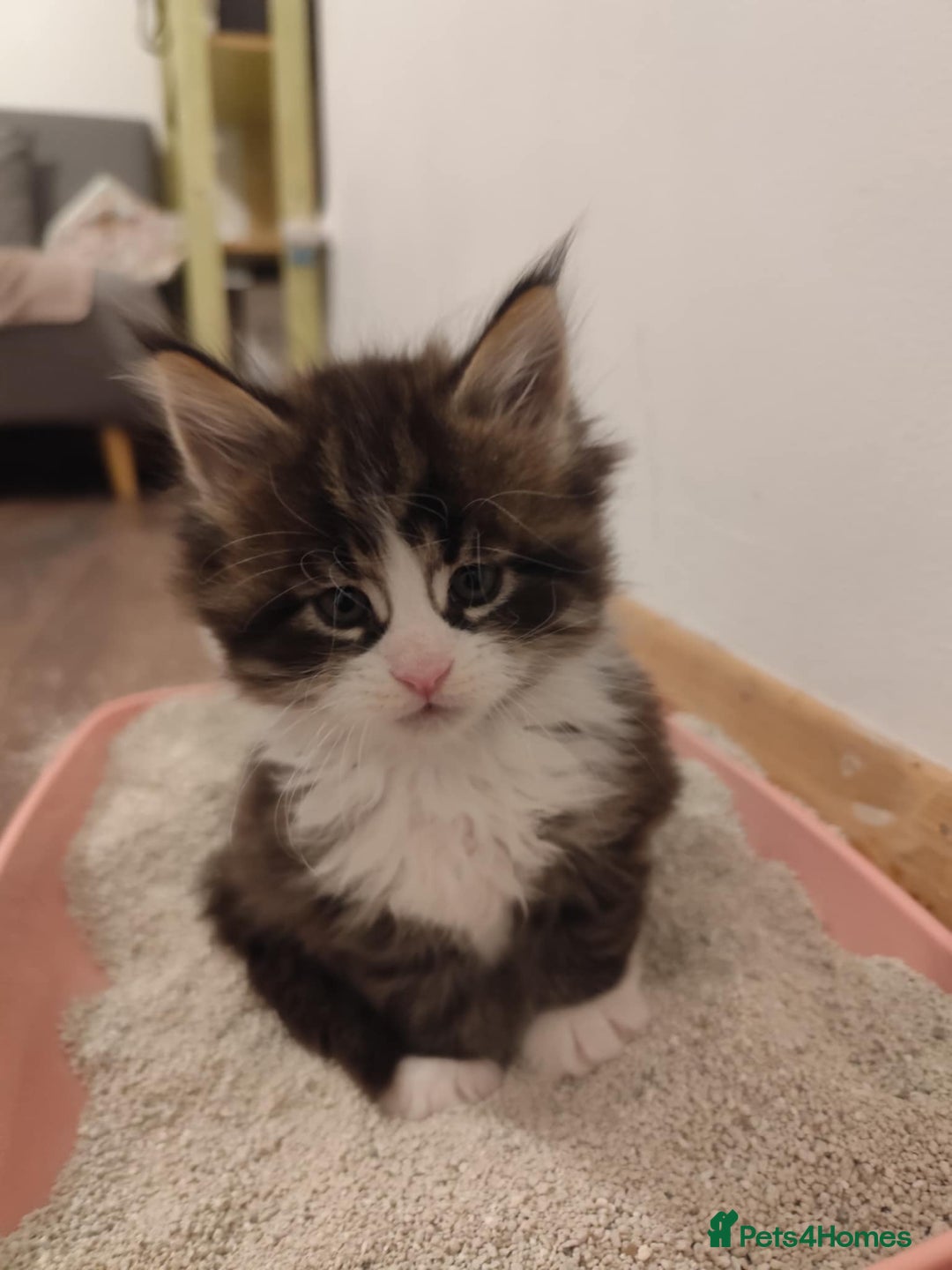 Maine Coon cats for sale: Maine coon kittens for sale - Advert 11