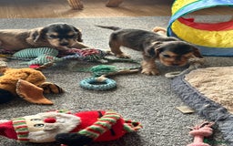 Cocker Spaniel dogs for sale: Handsome boys - Image 13