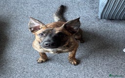 Mixed Breed dogs for sale: Belgium malnois  - Image 1