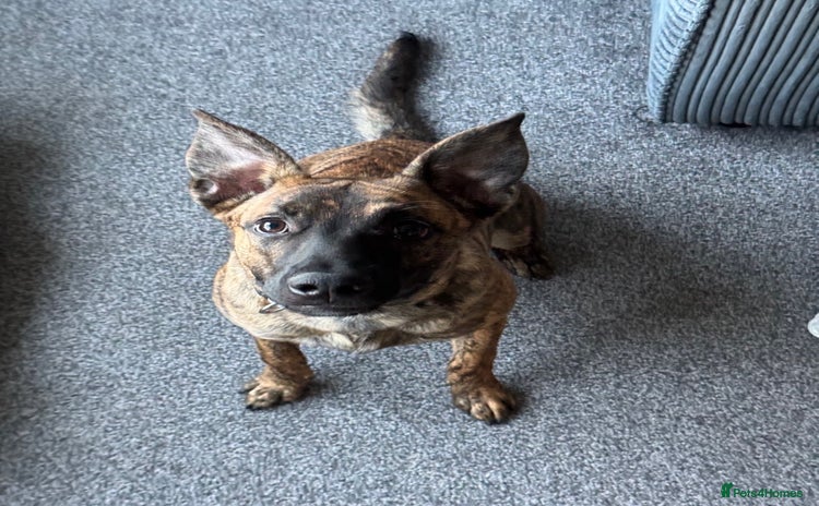 Mixed Breed dogs for sale - Advert 1