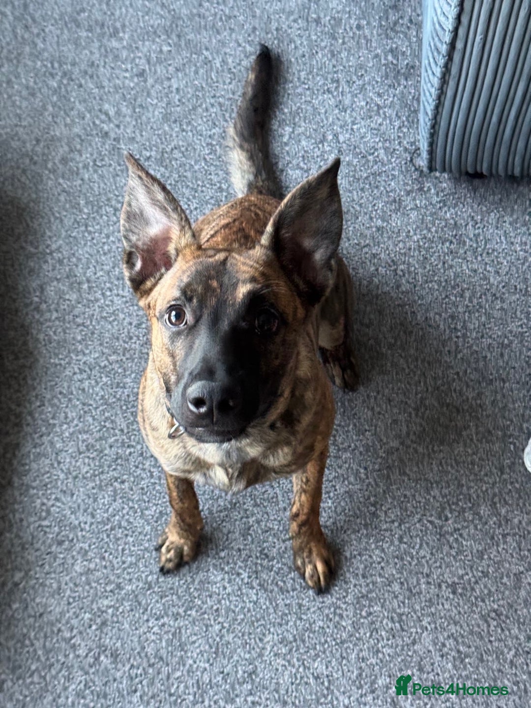 Mixed Breed dogs for sale: Belgium malnois  - Image 1