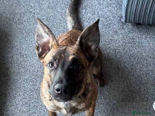 Mixed Breed dogs - Advert 7