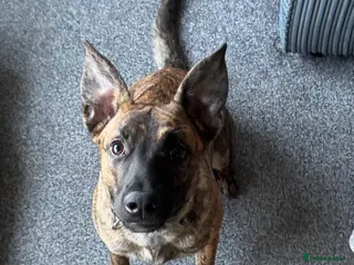 Mixed Breed dogs Belgium malnois - Advert 18