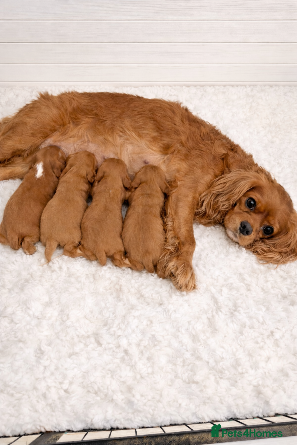 Cavalier King Charles Spaniel dogs Beautiful, Cavalier King Charles Spaniel puppies - Advert 2