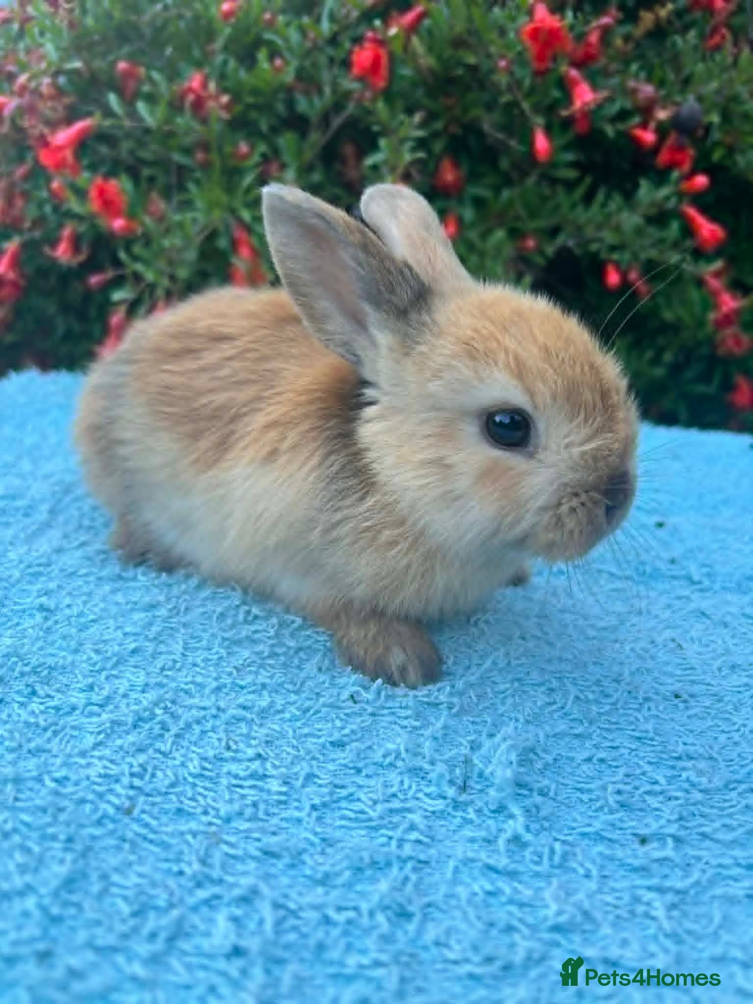 Mixed Breed rabbits Orange Mini lop + Mini lop cross black orange  - Advert 1