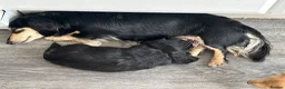 Miniature Dachshund dogs for sale: KC miniature dachshunds - Advert 7