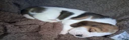Beagle dogs for sale: Champion Tri-Color Beagles pups! in Doncaster - Advert 23