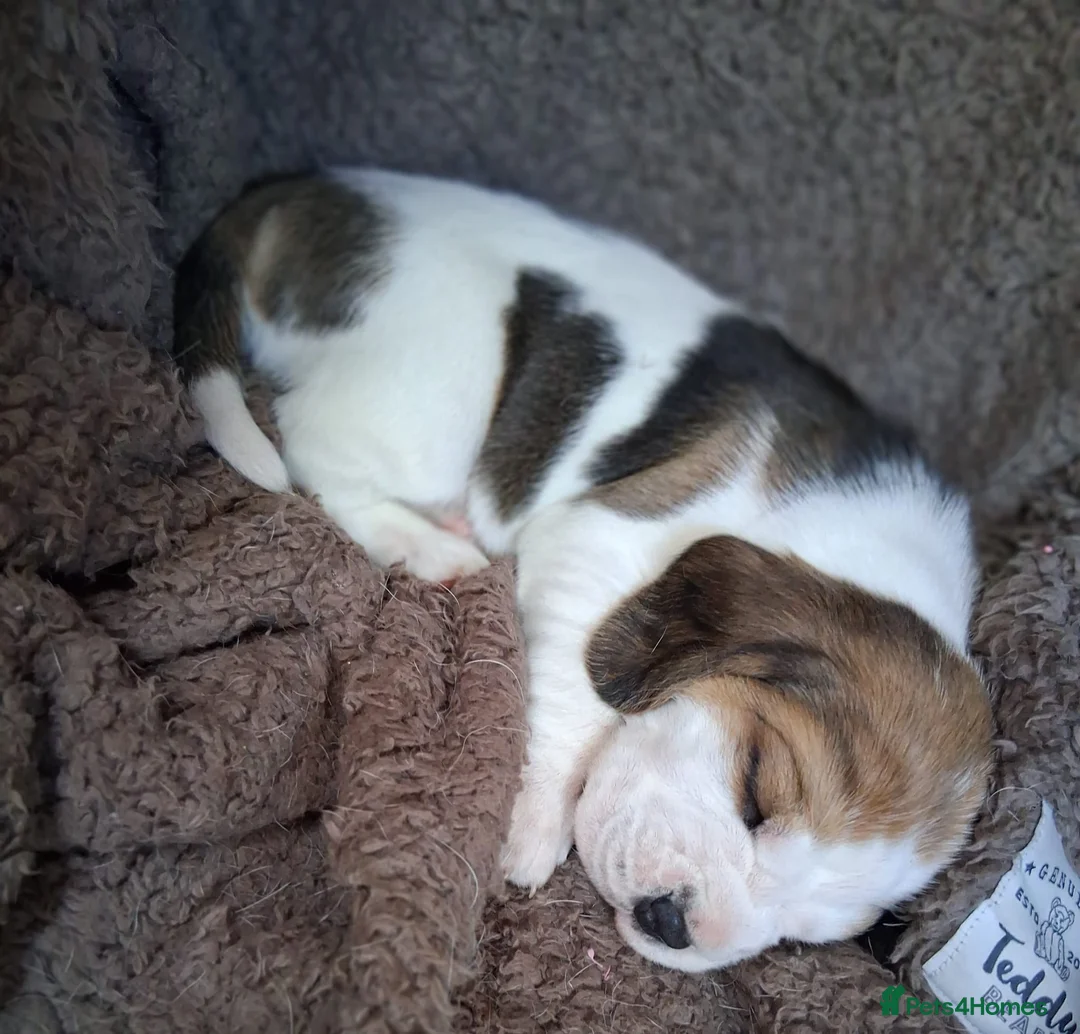 Beagle dogs for sale: Champion Tri-Color Beagles pups! in Doncaster - Advert 23