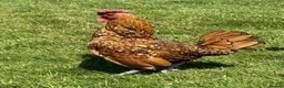 Chickens poultry for sale: Sebright Gold Chicks  in Whitby - Advert 2