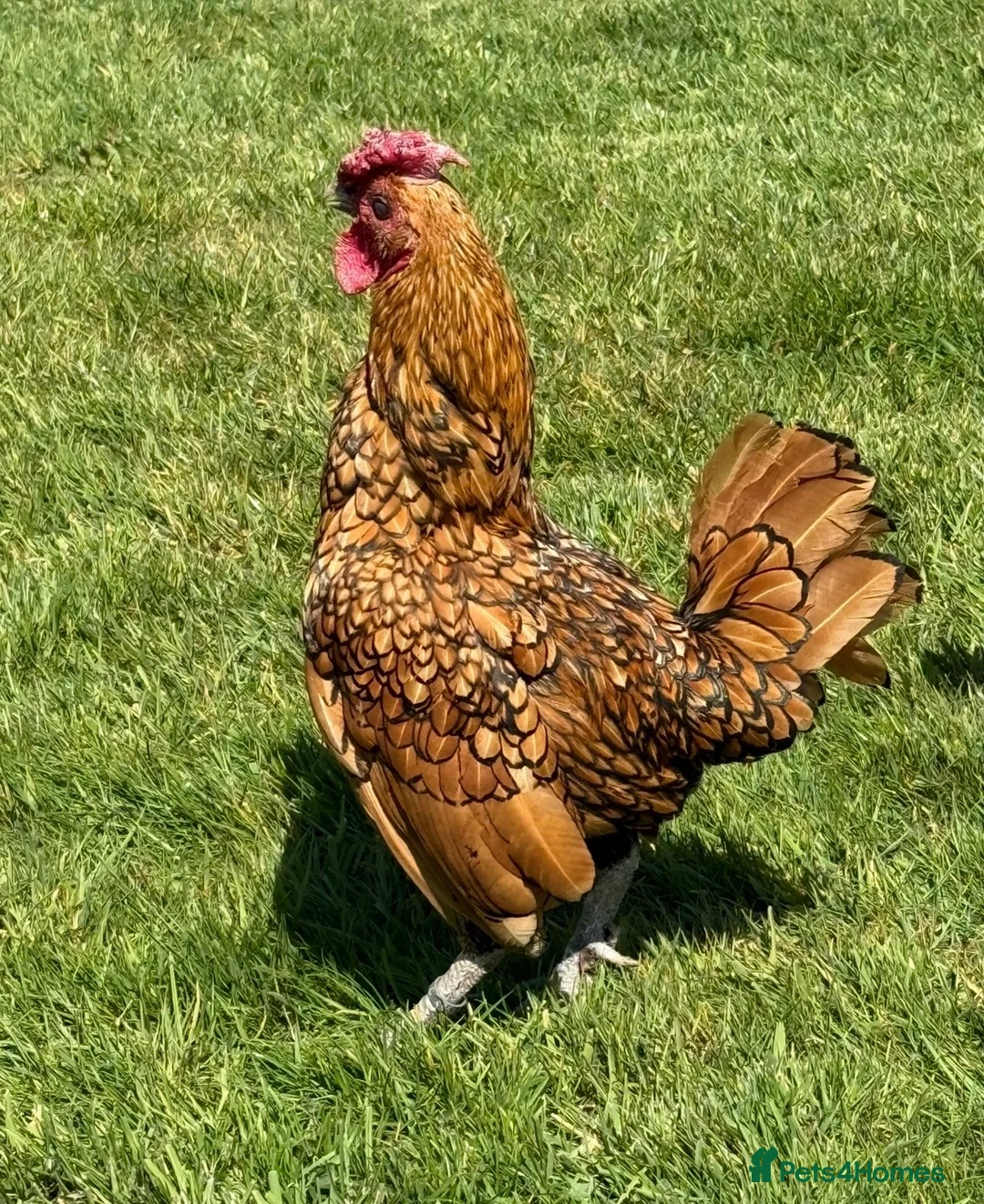 Chickens poultry for sale: Sebright Gold Chicks  in Whitby - Advert 2