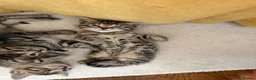 Bengal cats for sale: Kittens in Taunton - Advert 6