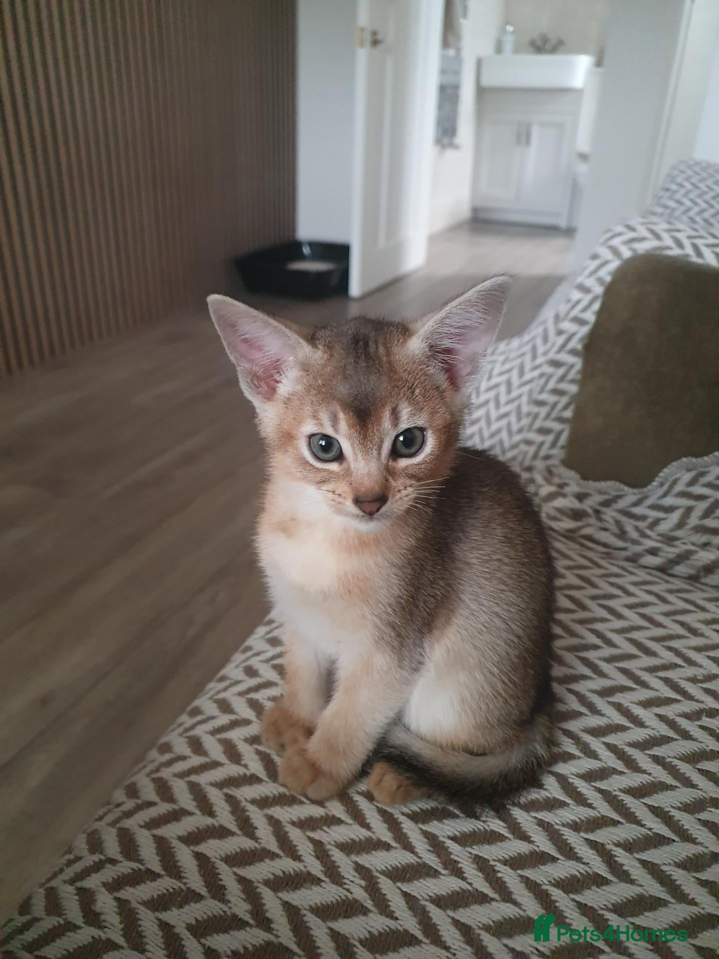 Abyssinian cats for sale: Chocolate silver abbysinian boy - Advert 2