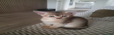 Abyssinian 1