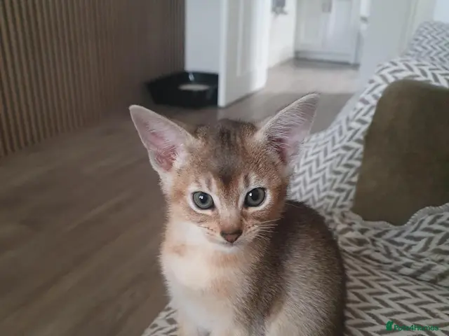 Abyssinian cats for sale: Chocolate silver abbysinian boy - Advert 2