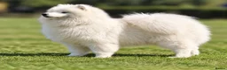 Samoyed dogs for stud: KC Registered Samoyed Stud – BVA Hip Scored - Advert 4