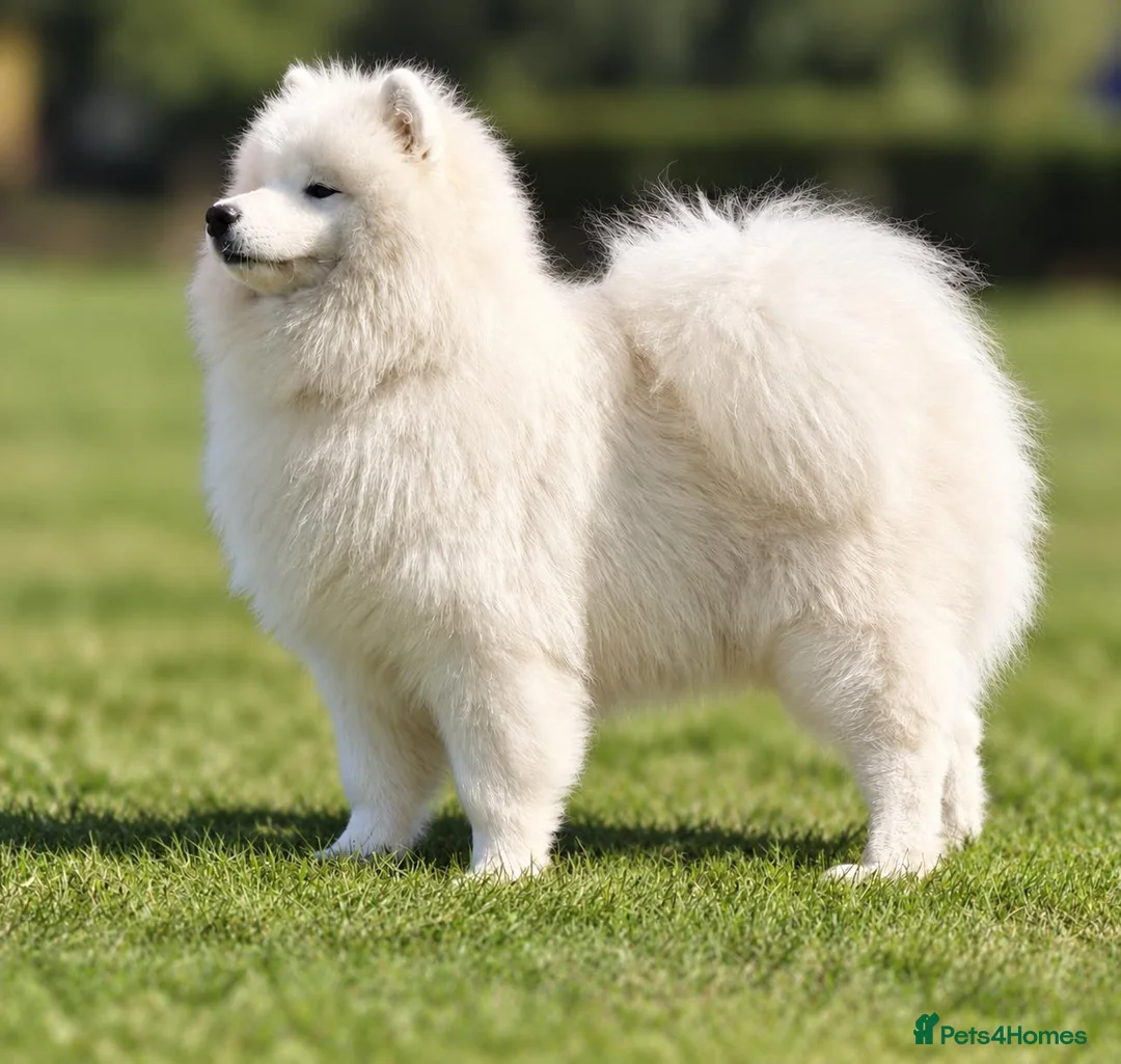 Samoyed dogs for stud: KC Registered Samoyed Stud – BVA Hip Scored - Advert 4