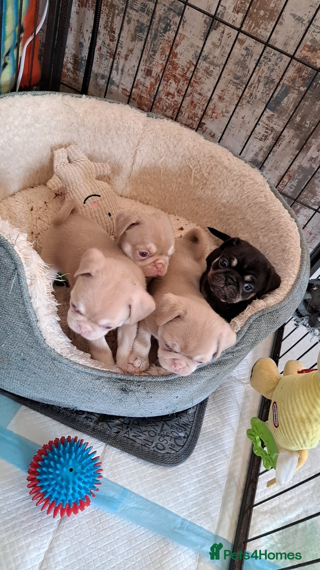 Pug dogs for sale: adorable pink pug puppies - Advert 2